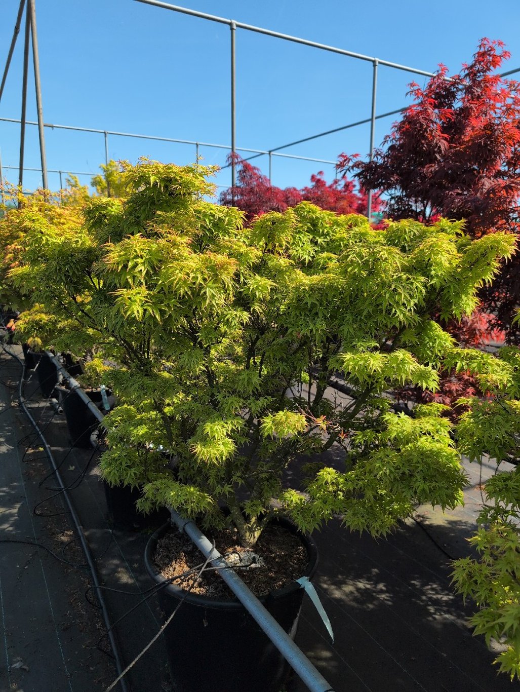 Acer pal. 'Sharp's Pygmy' - C50 100-125 CM